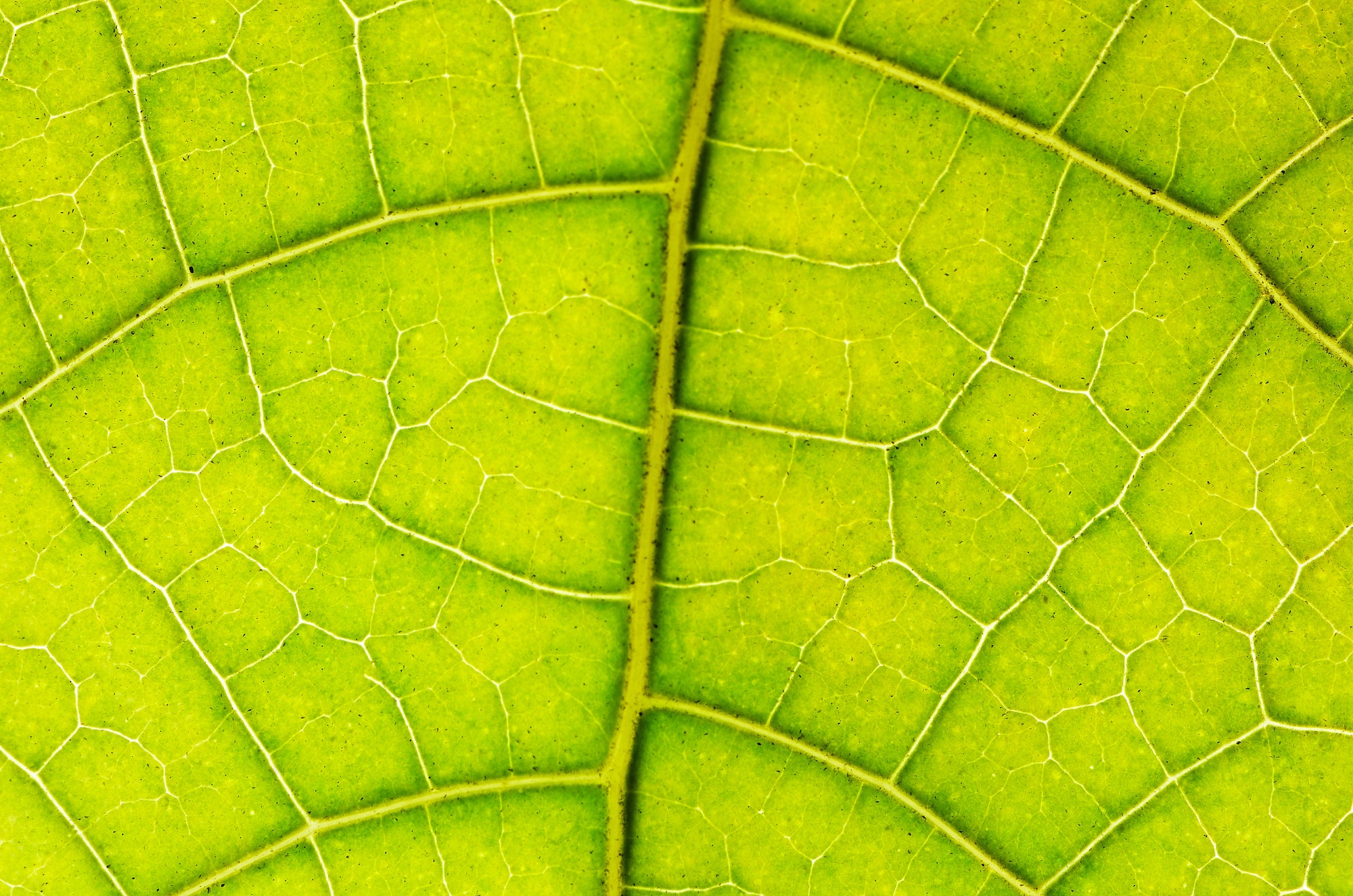 leaf abstract