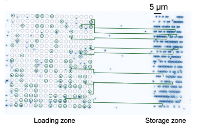 large scale quantum array